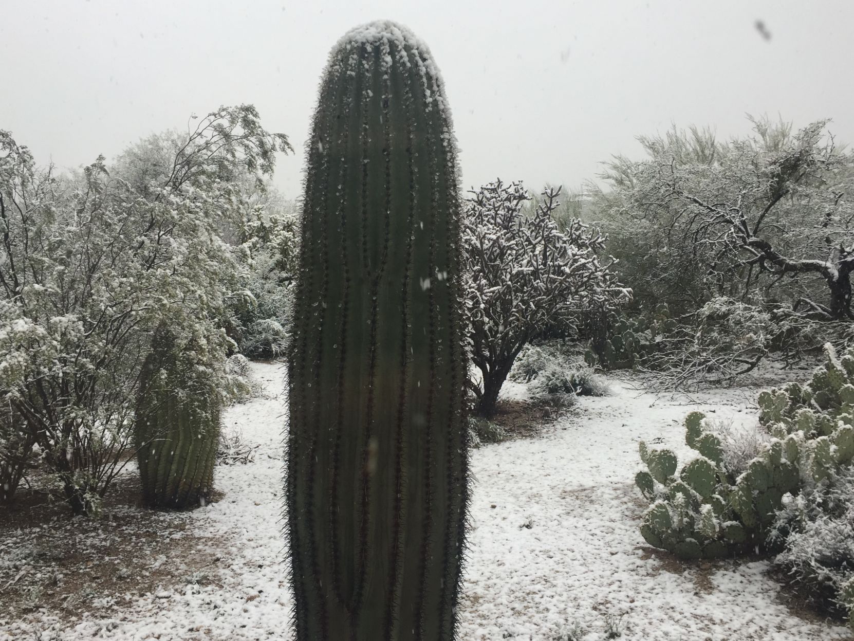 Desert snow